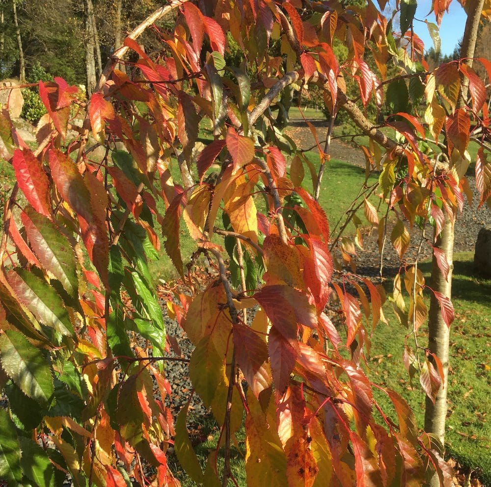 Cherry Tree Leaves