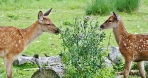 roe deer