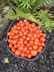 Tomatoes