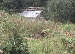 untamed garden