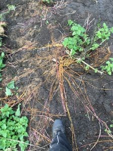 Nettle roots