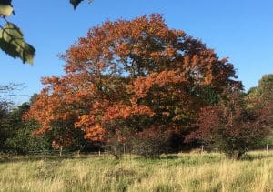tree