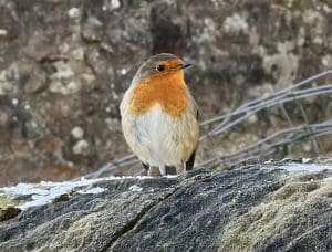 Robin red breast in full profile waitting for food