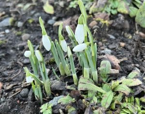 Snowdrops