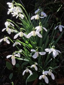 A picture of snowdrops with green stems and leaves . White petals with a touch of green