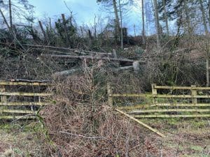 A landscape picture with a broken fence and wind blow Larch trees.