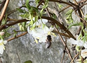 A bee taking nectar and pollen from a honeysuckle flower