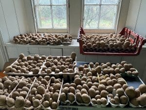 Trays of potatoes being prepared for the season ahead