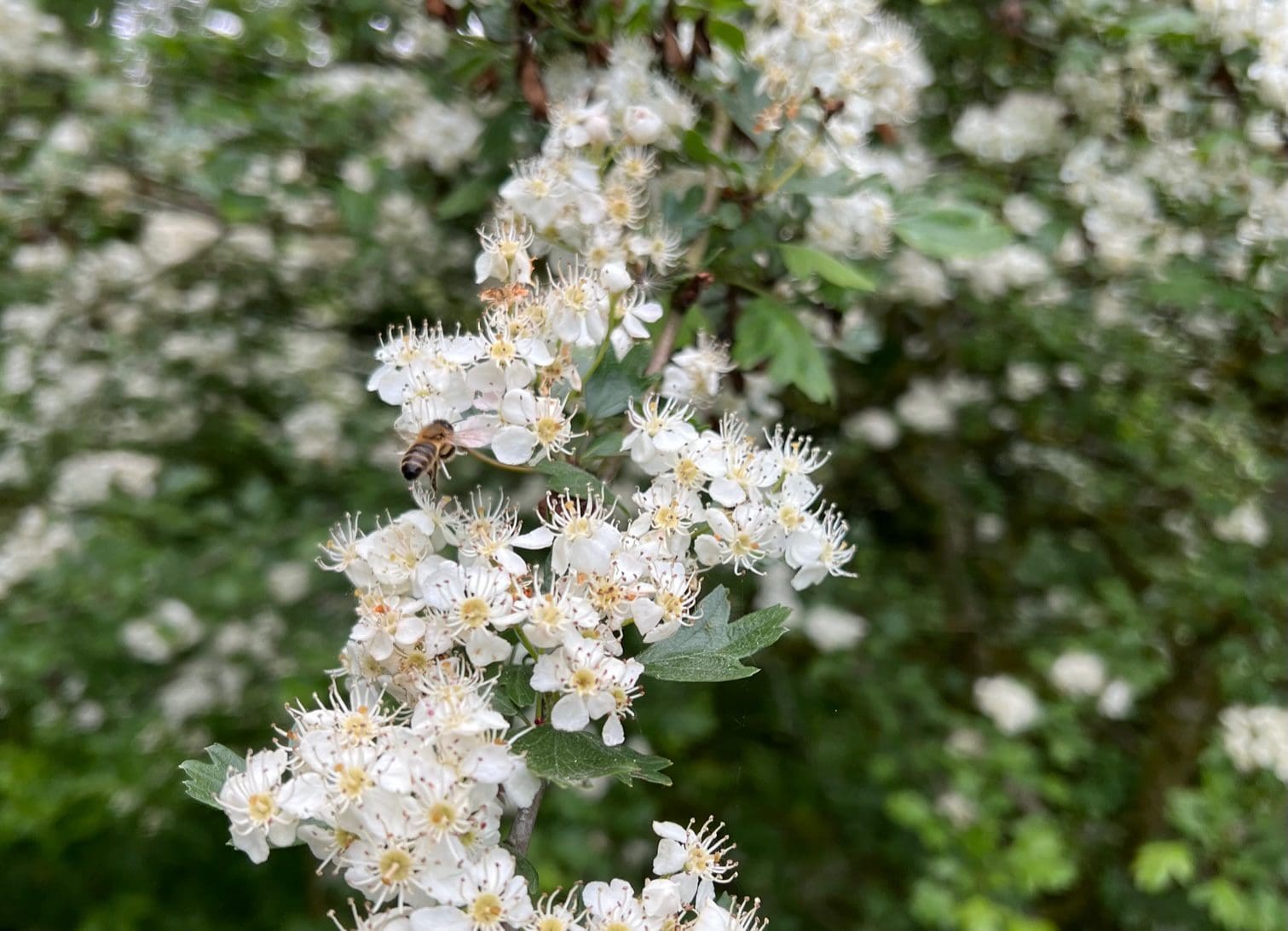 Hawthorn