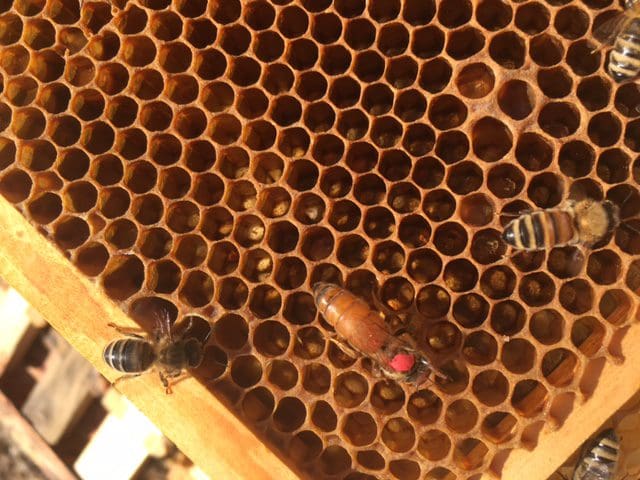 Beekeepers visit