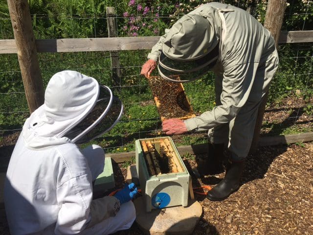 Beekeepers visit