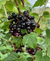 Blackcurrent