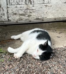 Black and white Cat laying on the ground ground.