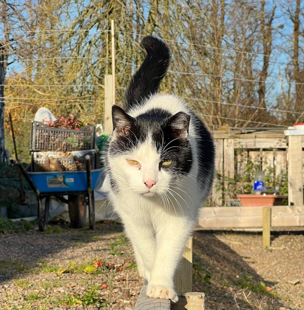 Drumond the cat