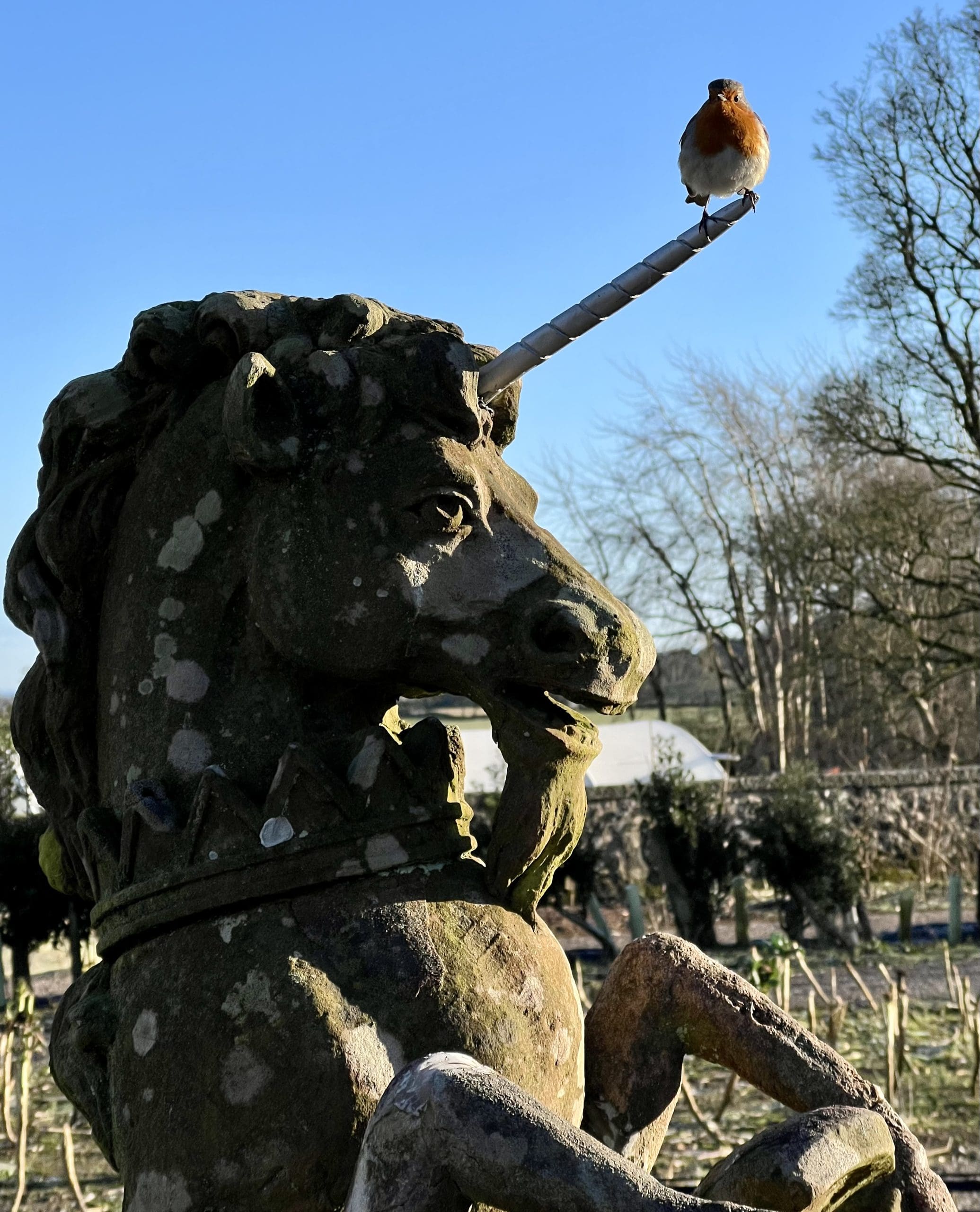 Robin on Unicorn