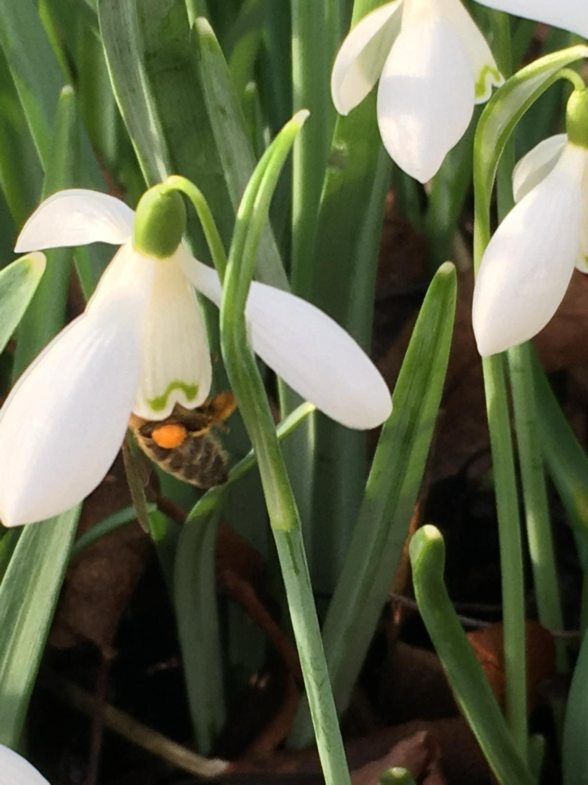 Bee feeling in a snowdrop