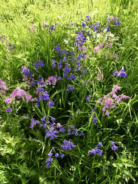Bluebell in grass
