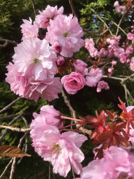 Cherry Blossom