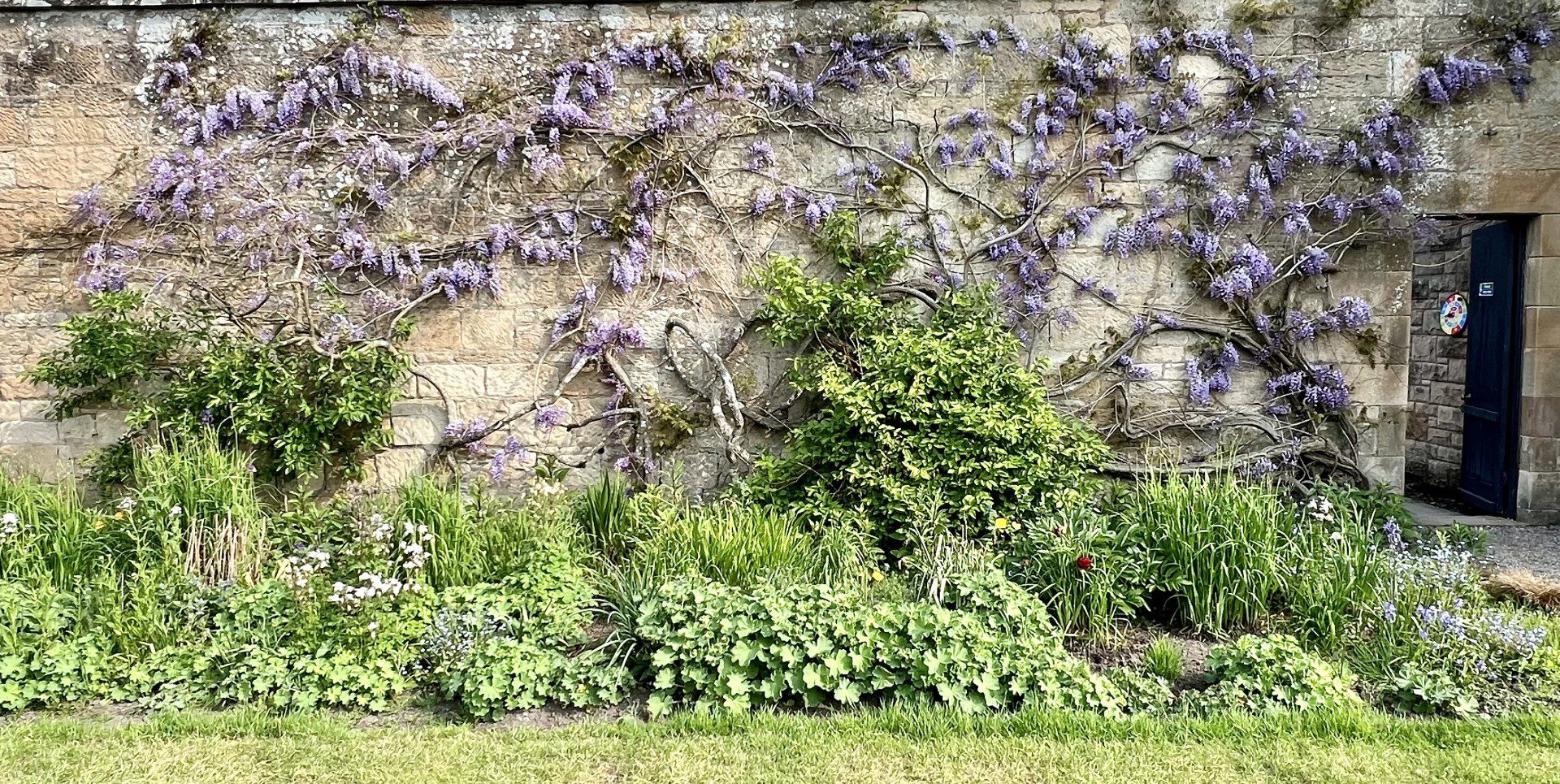 Wisteria