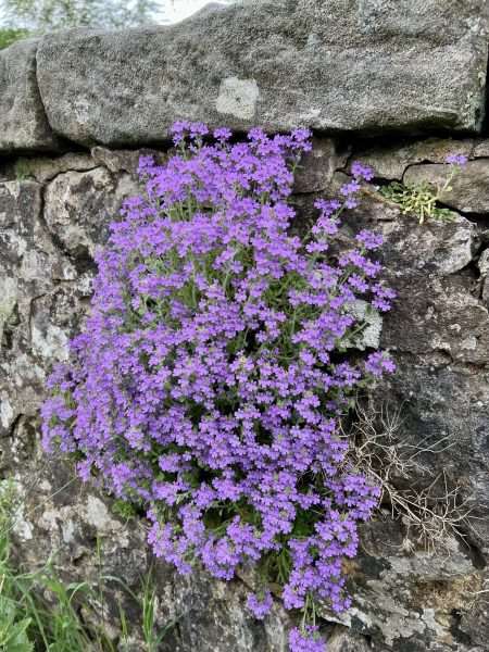 ‘Fairy Foxglove’ ( Erinus alpinus)