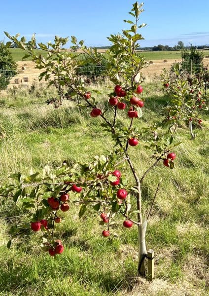 Apple tree by Margarett