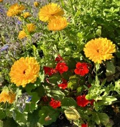 Marigold by Margaret