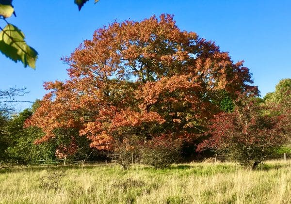 Apple tree by Margarett
